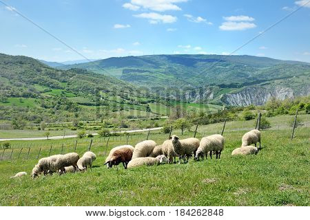 Sheep in nature grazing on a green hill meadow
