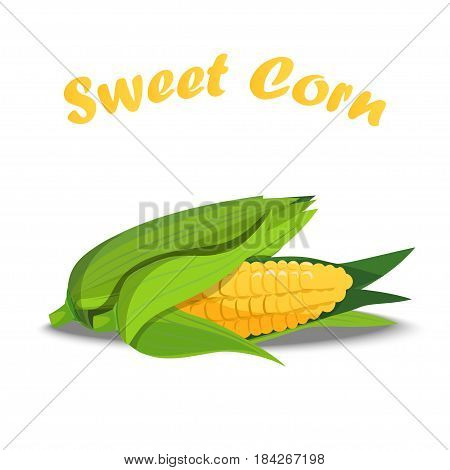 Very high quality original trendy vector illustration of sweet golden corn. Bunch of Corn. summer farm design elemnts