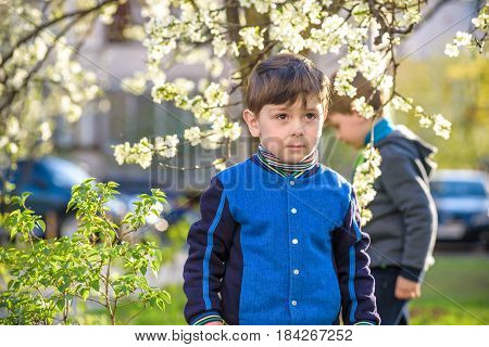Adorable Blonde Kid Boy Portrait In Blooming Cherry Garden, Walking Outdoor