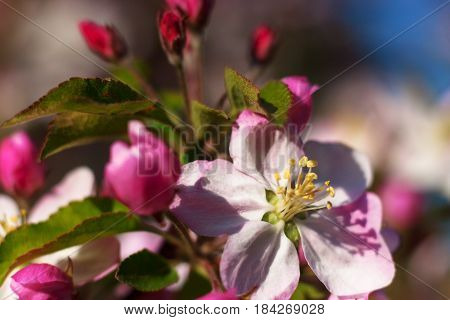 Blooming tree in spring with pink flowers
