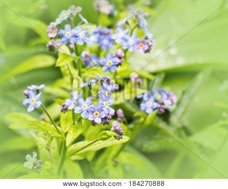 Small blue flowers forget-me-nots in the field. Meadow plant background. Close-up.