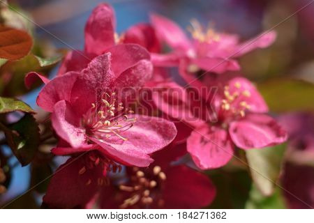 Pink Apple Flowers. Beautiful flowering apple trees. Background with blooming flowers in spring day.