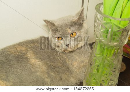 The cute gray cat Lies dissatisfied about the vase