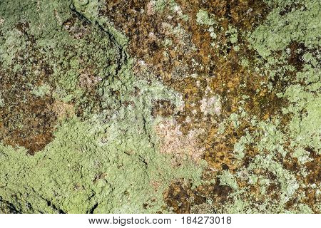 The green mold grew on a rocky rock