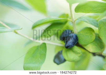 A branch of honeysuckle with ripe blue berries