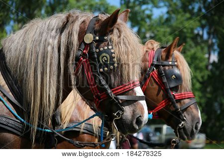 Farm horses fitted with beautiful handmade harness waiting to go to work against green natural background
