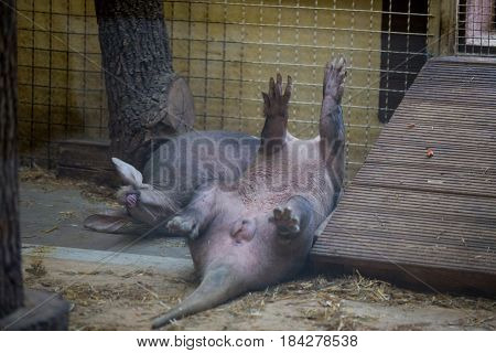 The Aardvark Resting Lying On Your Back With Raised Legs Up. Funny Animal I