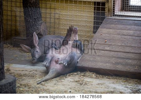 The Aardvark Resting Lying On Your Back With Raised Legs Up. Funny Animal I