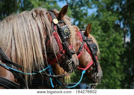 Farm horses fitted with beautiful handmade harness waiting to go to work against green natural background