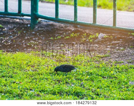 Starlings walk on the grass. Corvids starling. Male blackbird walking on a green meadow. Starling walking along the grassland.