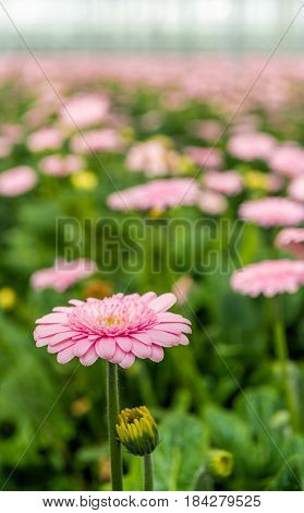 Pale pink flowering Gerbera bloom with a yellow heart in the foreground of many other budding and flowering Gerbera plants in the glasshouse of a Dutch cut flower nursery.