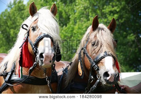 Cold-blooded horses in front of the horse carriage