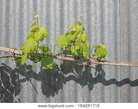 Vitis (grapevine) Plant