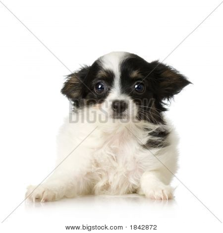 Papillon
