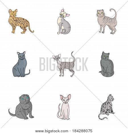 Collection of cats in one picture. Different cats in one picture. Cat breeds icon in set collection on cartoon style vector symbol stock web illustration.