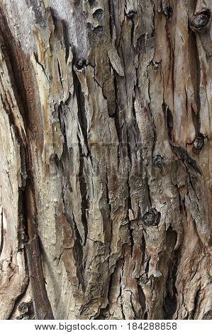 Tree bark texture close-up of selective focus. Use of birch bark wood as a natural background. Old birch bark and moss. Silver birch with moss.