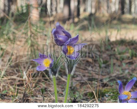 Blooming Buds Of Flowers Pasque-flower. The First Spring Flowers Of The Forest.