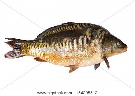 Mirror carp river fish isolated on white background.
