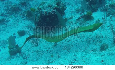 Green moray eel moving like ribbon near the ocean floor.