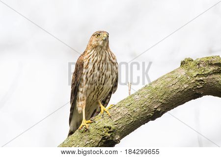 Cooper's Hawk perched on a branch while hunting for small songbirds.