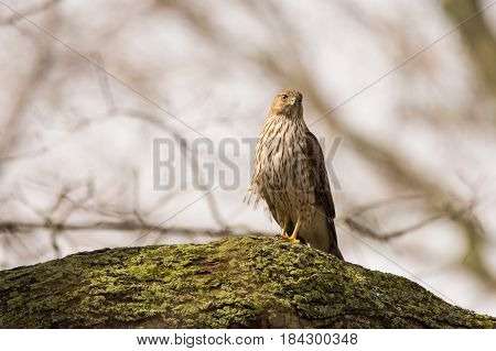 Cooper's Hawk perched on a branch while hunting for small songbirds.