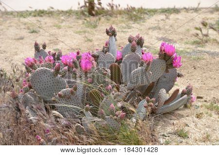 Beavertail Cactus seeing in the California high desert.  but can also be found throught the Mojave and Sonoran deserts in the American Southwest and Northern Mexico