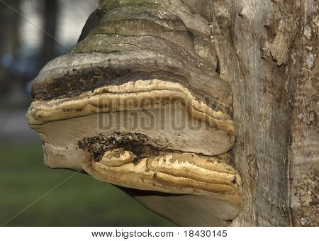 Polypore na starý strom