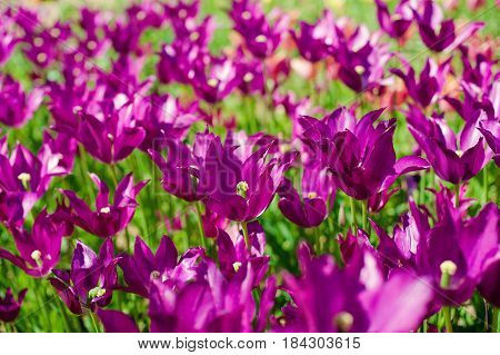 Flower tulips background. Beautiful view of color tulips