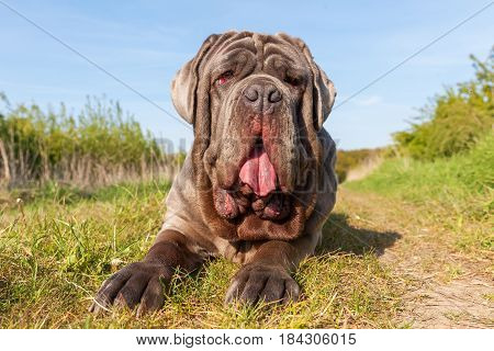 Portrait Of A Neapolitan Mastiff Outdoors