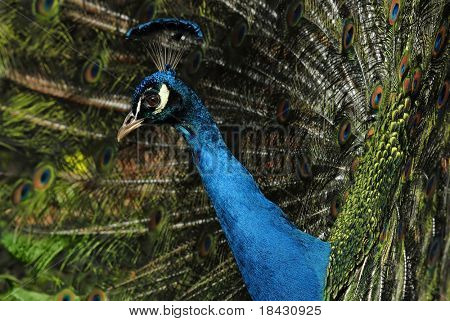 Pfau Feder Hasel Leistung Profil Porträt.