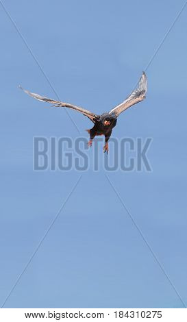 Bateleur eagle Terathopius ecaudatus is the national bird of Zimbabwe and is endemic to Africa and parts of Arabia. This snake eater has a bright red and yellow beak and rich brown feathers.