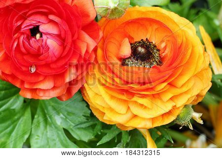 Top view of Yellow and orange Buttercup or Ranunculus flowers selective focus