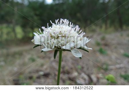White Scabiosa Pincushion Flowers growing in South Australian bushland along a bush walking track