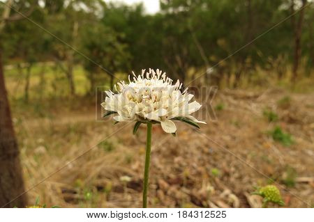 White Scabiosa Pincushion Flowers growing in South Australian bushland along a bush walking track