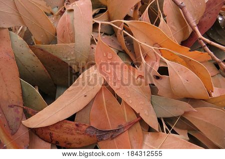 Dead and dry Eucalyptus gum leaves along an Australian bush walking trail track Autumn