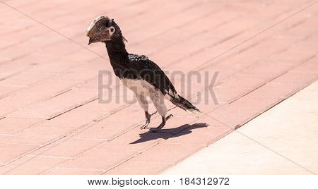Silvery Cheeked Hornbill Bird Bycanistes Brevis