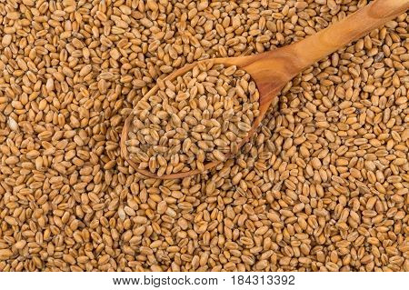 Wheat Grain On White