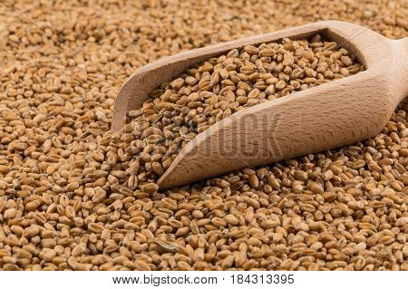 Wheat Grain On White