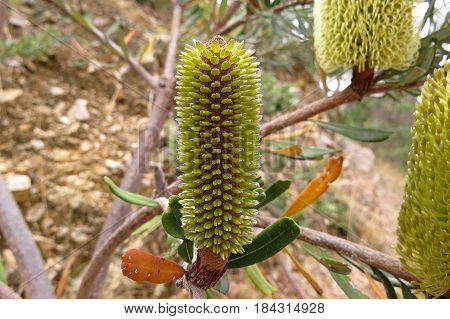 Yellow banksia flower bud on a tree in the Australian bush