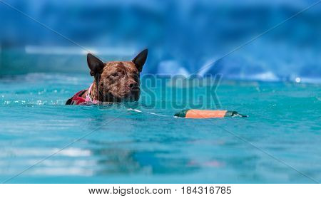 American Pit bull terrier dog plays and jumps for a toy into a pool
