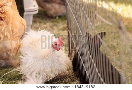 Fluffy white Frizzle chicken in a pen in the barnyard of a farm in summer