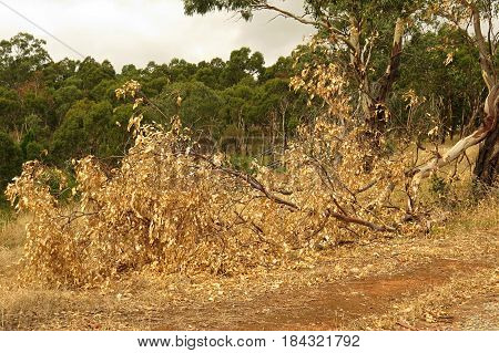 Eucalyptus gum leaves along an Australian bush walking trail track branch broken from trunk