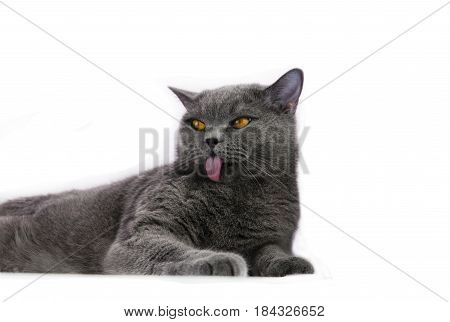 the cat of britansy breed of a blue color with the put-out uvula washes. on a white background