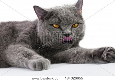 the cat of britansy breed of a blue color with the put-out uvula washes. on a white background