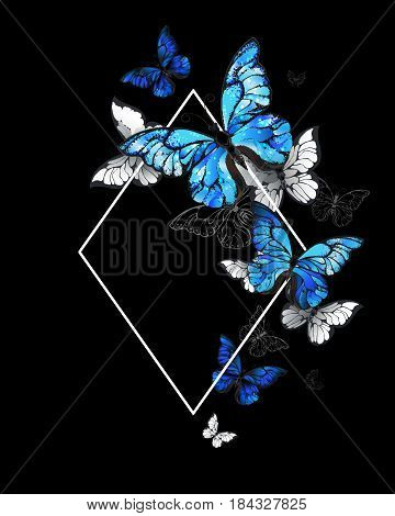 White, contoured Rhombus  banner with flying butterflies morpho on a black background. Morpho. Design with blue butterflies morpho.