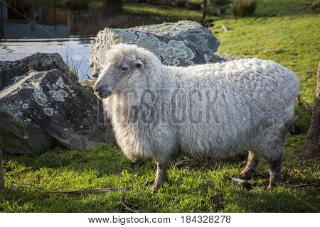 full body of merino sheep in livestock farm new zealand