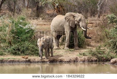 A female elephant (Loxodonta africana) and her calf come to the river to drink.