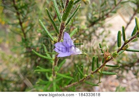Native wild rosemary flower herb  in Australian bush land scrub