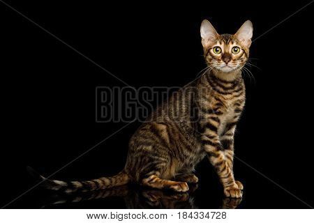 Toyger Cat Sitting on isolated Black Background, side view