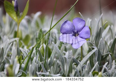 Vinca minor is a beautiful flower iin spring forest
